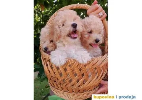 Na prodaju 4 devojčice patuljaste apricot pudle - 7/7