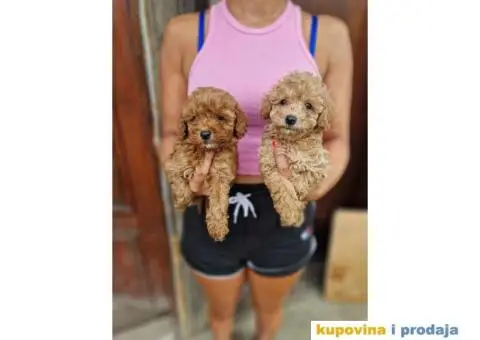 Patuljasta Pudla štenci