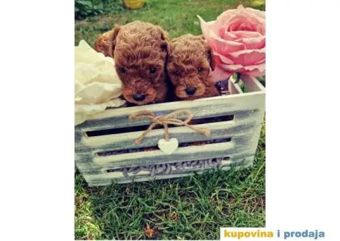 Patuljasta Pudla štenci - 2/2