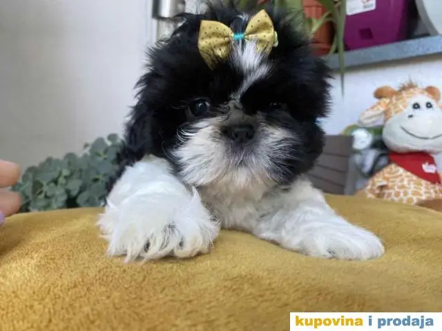 Predivni štenci Shih Tzu rase od odličnih roditelja - 1