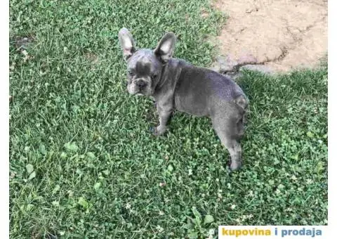 Prvobirano musko stene Francuskog buldoga - 1/6