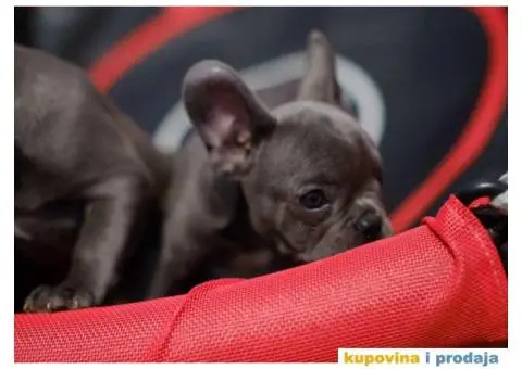 Prvobirano musko stene Francuskog buldoga - 2/6