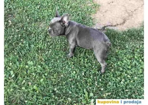 Prvobirano musko stene Francuskog buldoga - 3/6