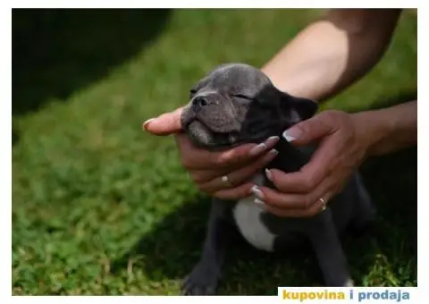 Prvobirano musko stene Francuskog buldoga - 4/6