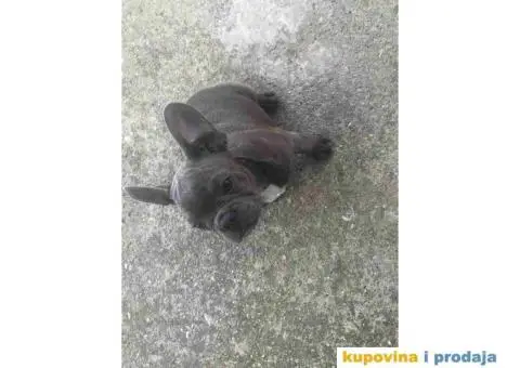 Prvobirano musko stene Francuskog buldoga - 5/6