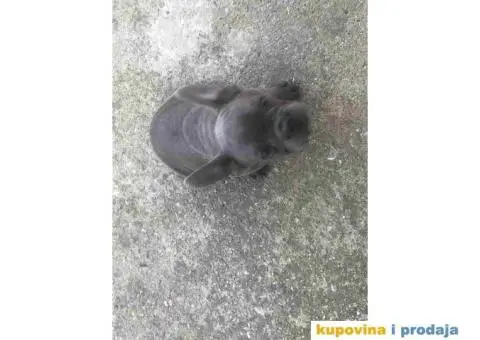 Prvobirano musko stene Francuskog buldoga - 6/6