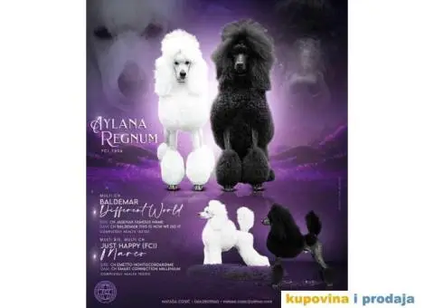 Štenci standard pudle od roditelja šampionskog porekla - 1/8