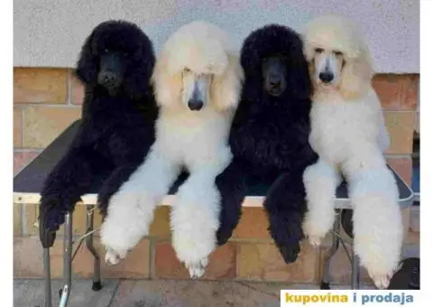 Štenci standard pudle od roditelja šampionskog porekla - 2/8