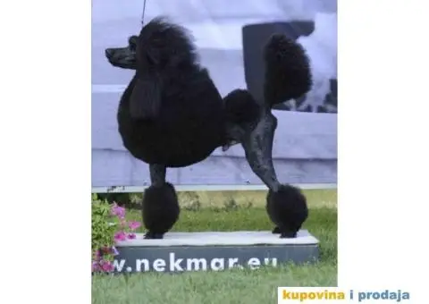 Štenci standard pudle od roditelja šampionskog porekla - 3/8