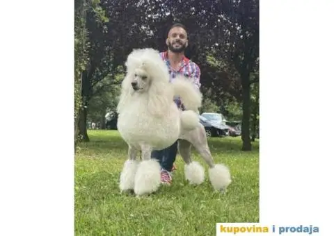 Štenci standard pudle od roditelja šampionskog porekla - 4/8