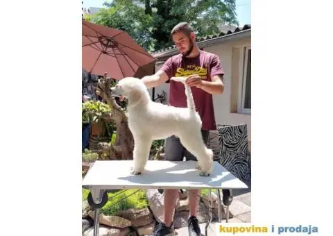 Štenci standard pudle od roditelja šampionskog porekla - 5/8