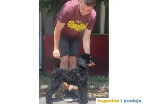 Štenci standard pudle od roditelja šampionskog porekla - 6/8