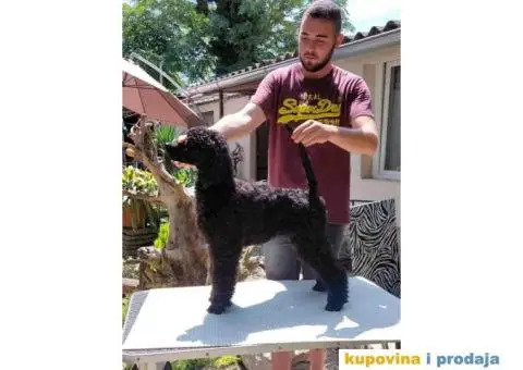 Štenci standard pudle od roditelja šampionskog porekla - 7/8