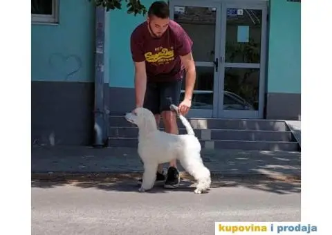 Štenci standard pudle od roditelja šampionskog porekla - 8/8