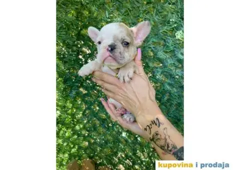Francuski Buldog egzoticne boje + POKLON - 1/10