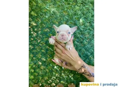 Francuski Buldog egzoticne boje + POKLON - 2/10