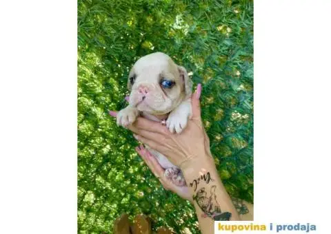 Francuski Buldog egzoticne boje + POKLON - 3/10