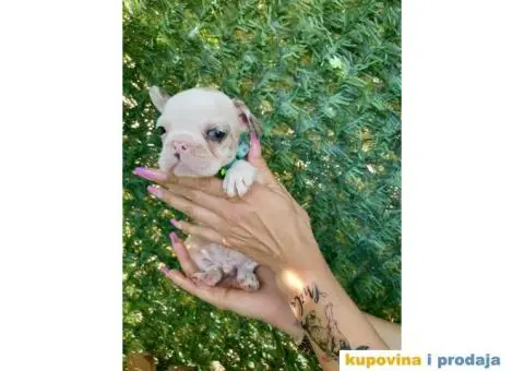 Francuski Buldog egzoticne boje + POKLON - 4/10