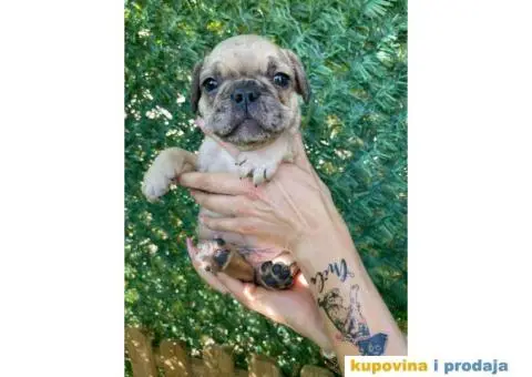 Francuski Buldog egzoticne boje + POKLON - 5/10