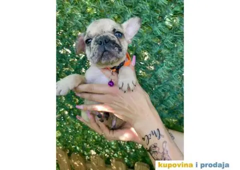 Francuski Buldog egzoticne boje + POKLON - 6/10