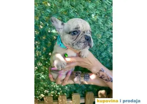 Francuski Buldog egzoticne boje + POKLON - 7/10