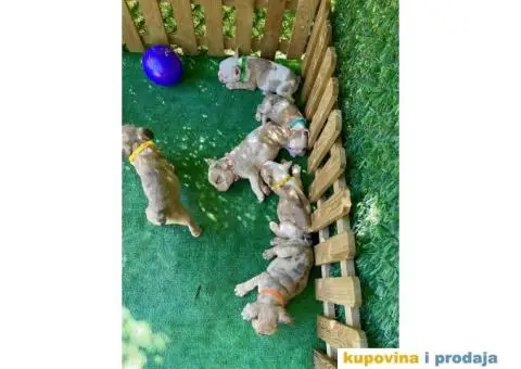 Francuski Buldog egzoticne boje + POKLON - 8/10