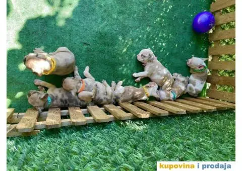 Francuski Buldog egzoticne boje + POKLON - 9/10