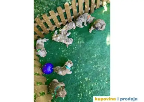 Francuski Buldog egzoticne boje + POKLON - 10/10