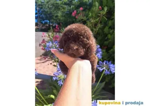 Toy PUDLA cokolada, u ponudi oba pola - 1/4