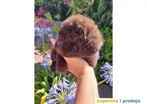 Toy PUDLA cokolada, u ponudi oba pola - 2/4