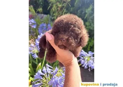 Toy PUDLA cokolada, u ponudi oba pola - 3/4