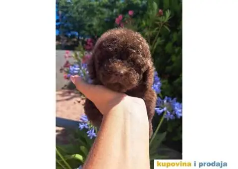 Toy PUDLA cokolada, u ponudi oba pola - 4/4