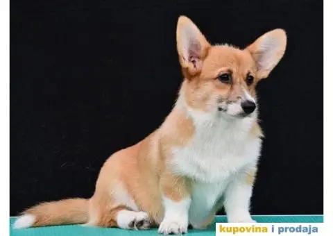 Velski korgi/Welsh Corgi Pembroke - 1/5