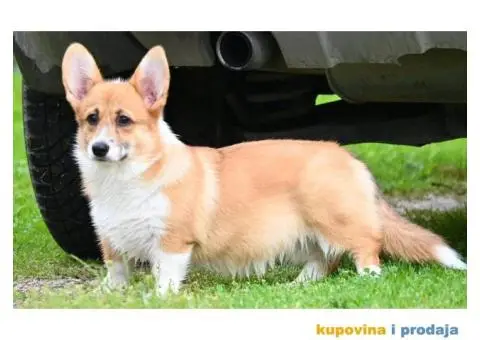 Velski korgi/Welsh Corgi Pembroke - 3/5