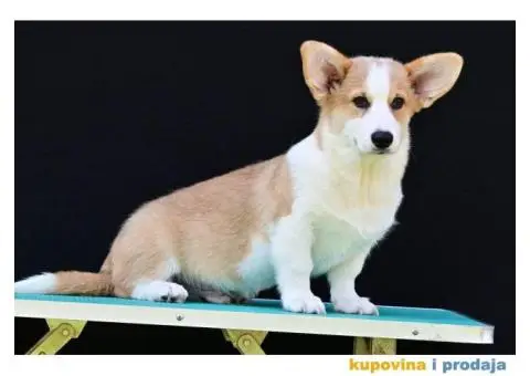 Velski korgi/Welsh Corgi Pembroke - 4/5