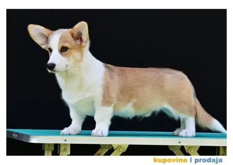Velski korgi/Welsh Corgi Pembroke - 5/5