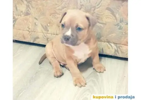 American bully pocket stenci - 4/10