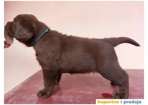 Na prodaju čokoladni štenci labrador retrivera - 1/11