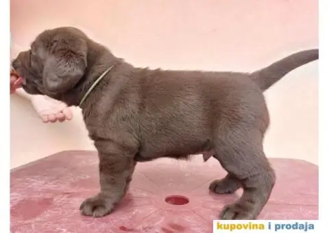 Na prodaju čokoladni štenci labrador retrivera - 2/11