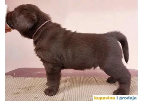 Na prodaju čokoladni štenci labrador retrivera - 3/11