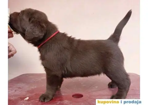 Na prodaju čokoladni štenci labrador retrivera - 4/11
