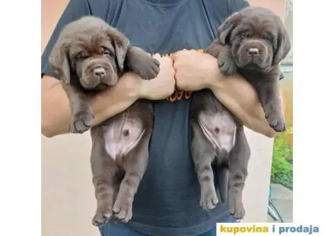 Na prodaju čokoladni štenci labrador retrivera - 5/11