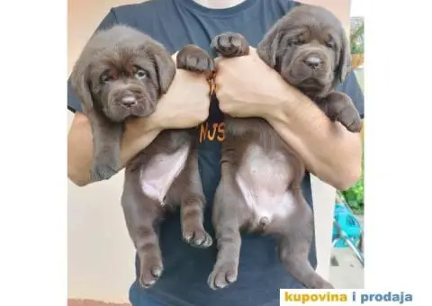 Na prodaju čokoladni štenci labrador retrivera - 7/11