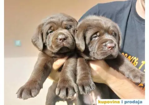 Na prodaju čokoladni štenci labrador retrivera - 8/11