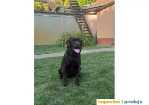 Na prodaju čokoladni štenci labrador retrivera - 9/11