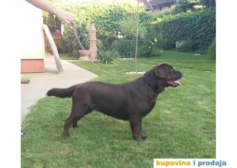 Na prodaju čokoladni štenci labrador retrivera - 10/11