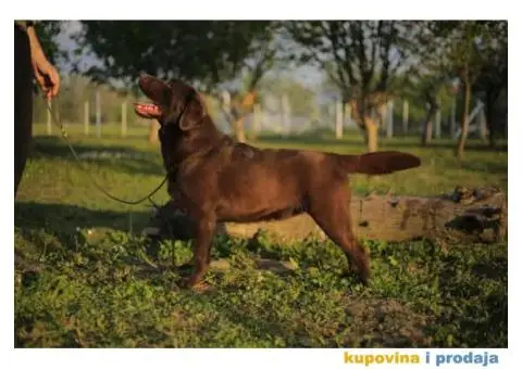 Na prodaju čokoladni štenci labrador retrivera - 11/11