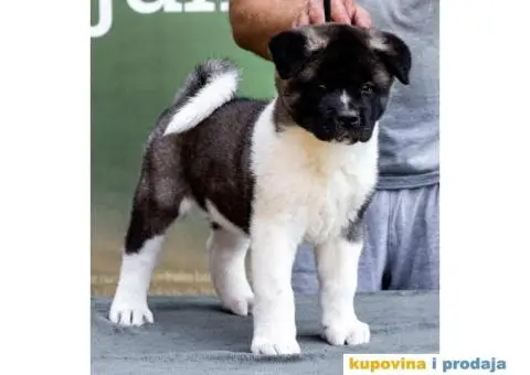Američka Akita štenci - 1/14