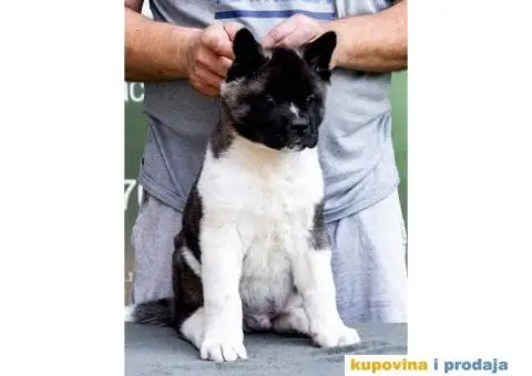 Američka Akita štenci - 3/14