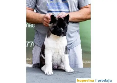 Američka Akita štenci - 4/14